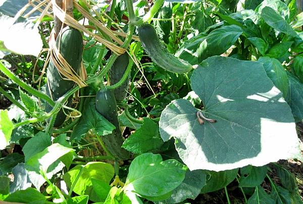 neue stühle und tisch 003.JPG