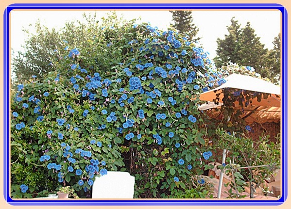 Blaue Winde im Sonnenschirm 2.JPG