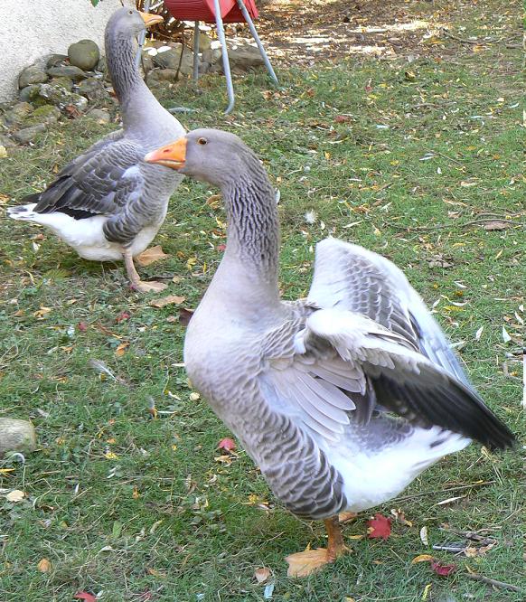 Gans4.JPG