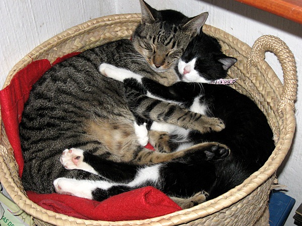unser &lt;liebespäärchen&gt;, der getigerte ist ein kastrieter kater - philipp - , lucy kam ganz klein zu uns, philipp hat sie adoptiert, die beiden sind herzerweichend.