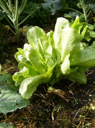 aus dem Strunk gewachsen