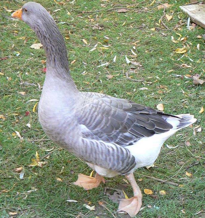 Gans3.JPG