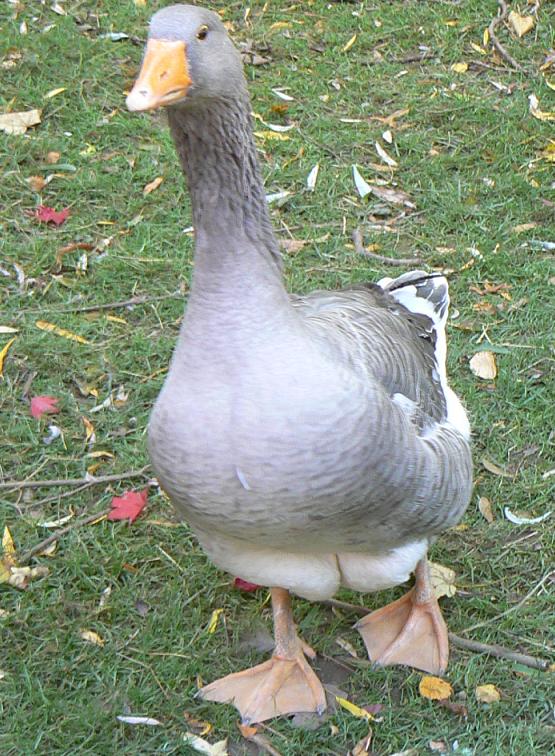 Gans2.JPG