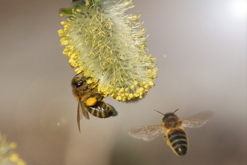 Bienen.jpg