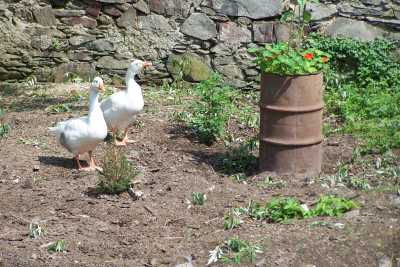 Gänsesicheres Hochbeet.jpg