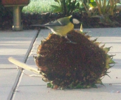 Da waren die Meisen wohl schneller als mein Sohnemann, der die Blüte erst im Winter rausrücken wollte.