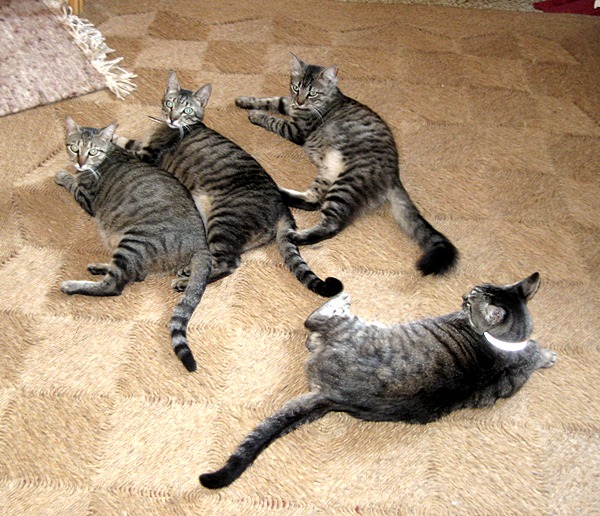 katzen netzgurke ernte 001.JPG