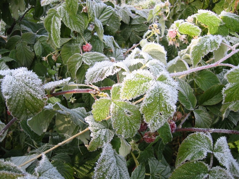 Frost