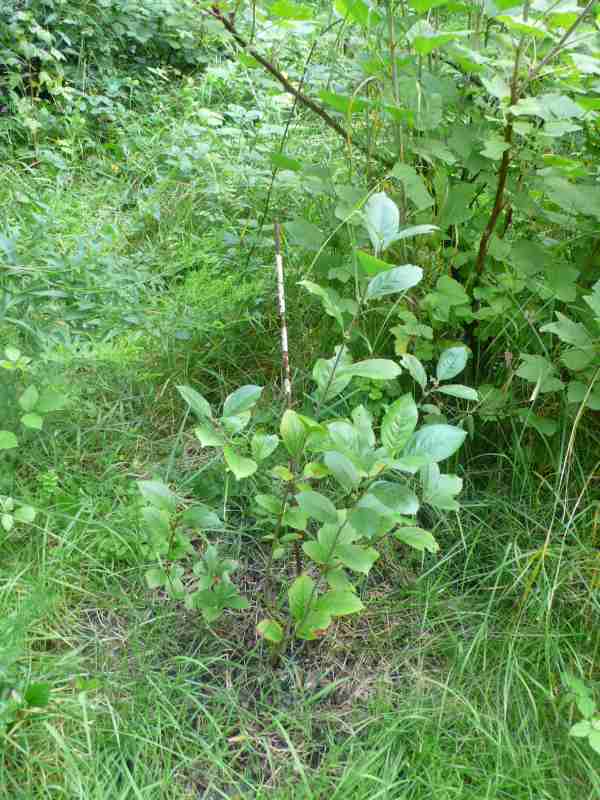 Aronia.jpg