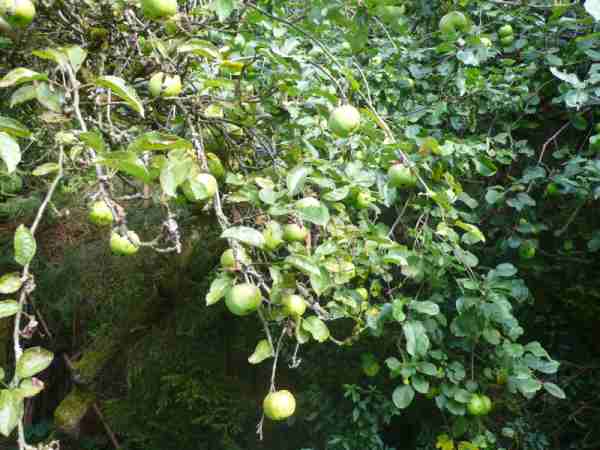 Äpfel.jpg