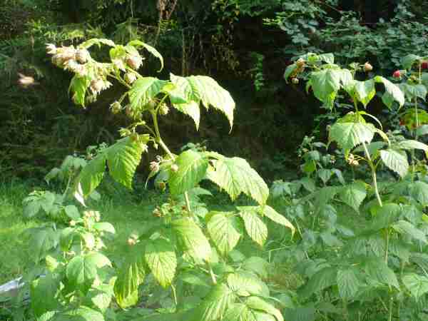 Himbeere.jpg