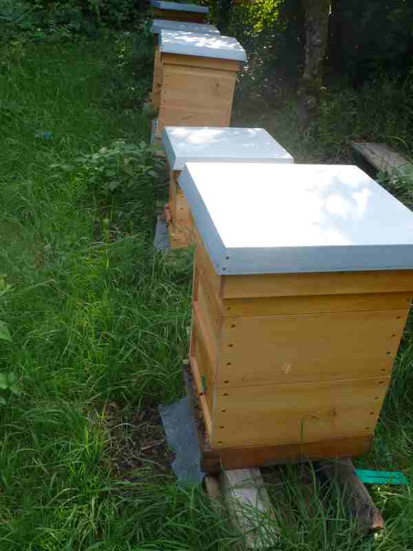 Bienen.jpg