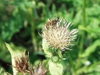 k-biene kohldistel.JPG