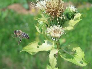 k-schon wieder am wegfliegen.JPG