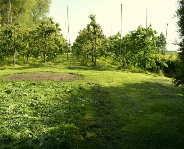 kirschen.jpg