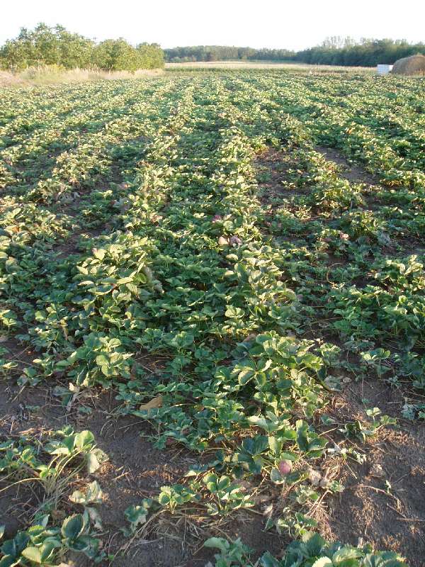 Erdbeerfeld mit den Ablegern fürs pflanzen im Herbst