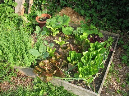 Salat und so im square-foot-gardening Beet