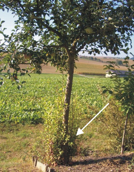 Apfel.jpg