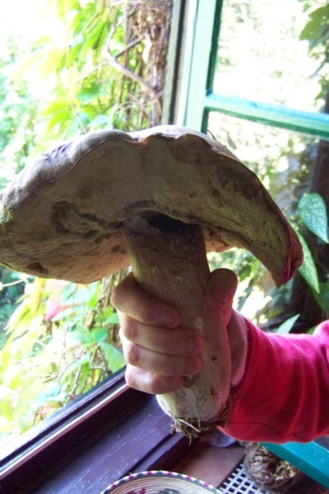Pilz.jpg