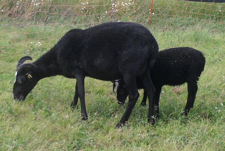 Berta und Söhnchen Lakritze.JPG