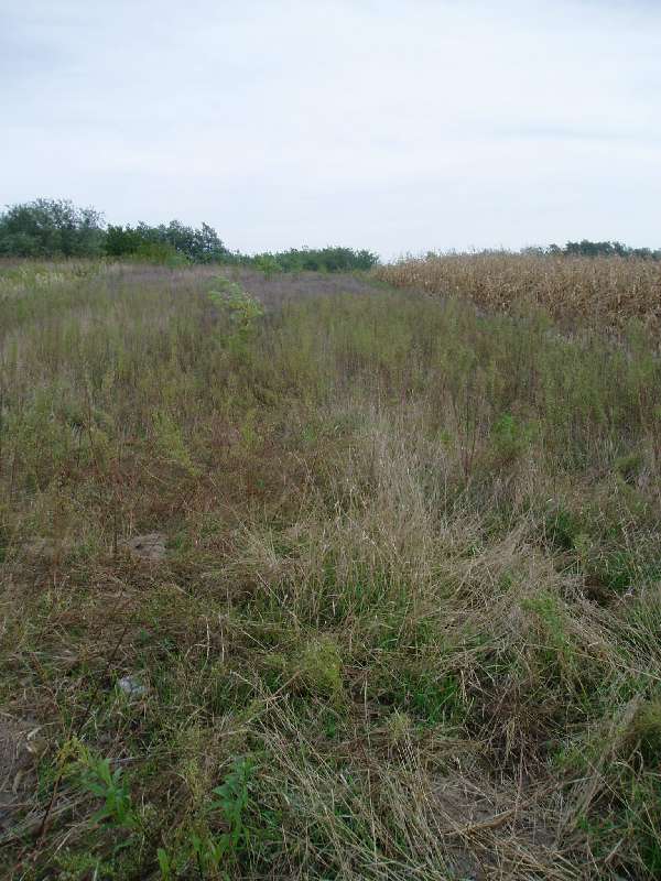 Hauptsächlich nur einheimische Vegetation, nur ganz wenig bis kein Befall.