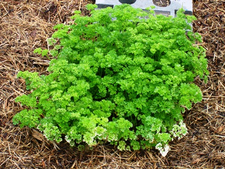 Petersilie mit Bokashi.jpg