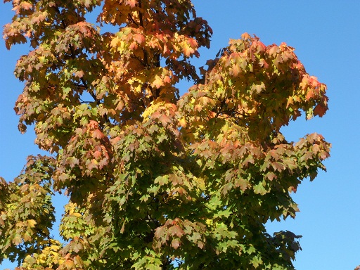 herbst2012 013a.jpg