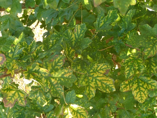 herbst2012 006a.jpg