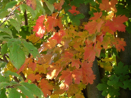 herbst2012 005a.jpg