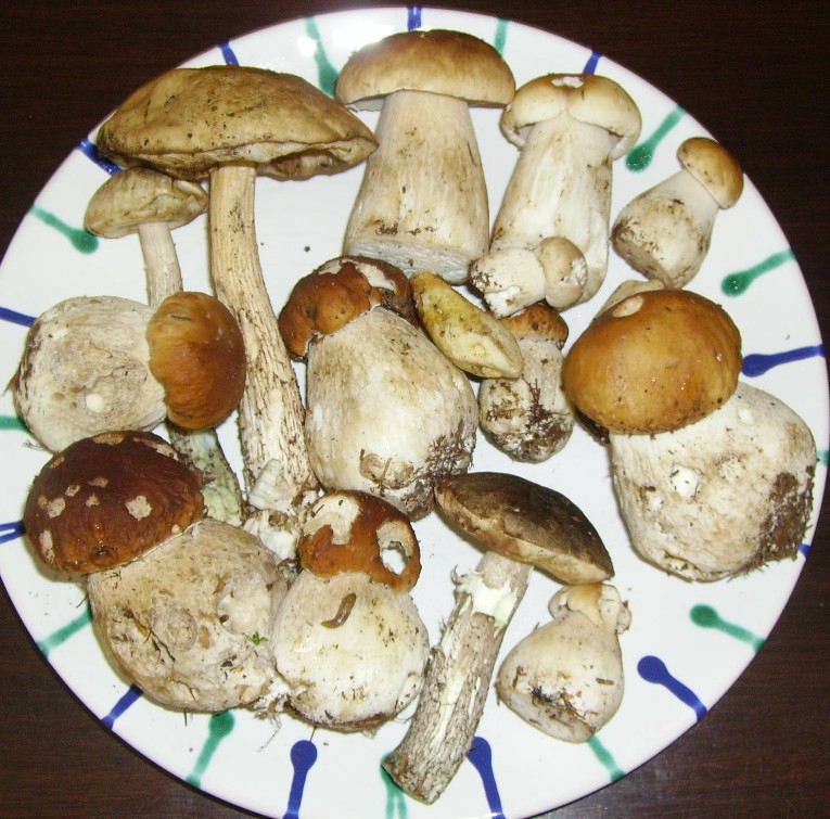 Mondsee august 2012-Motocross 203.jpg