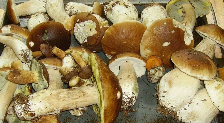 Mondsee august 2012-Motocross 205.jpg