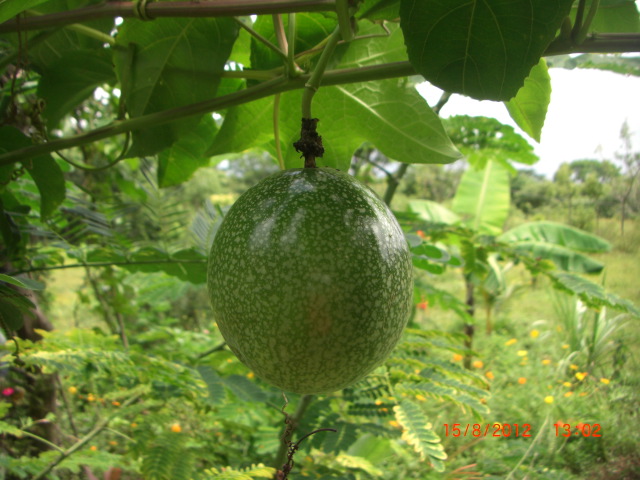 CIMG0044.JPG