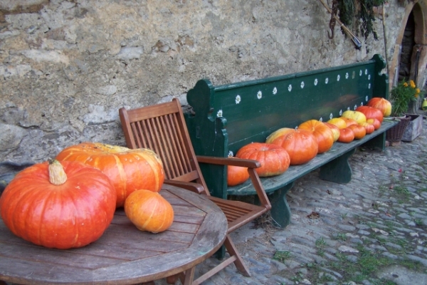 Kürbisernte.jpg