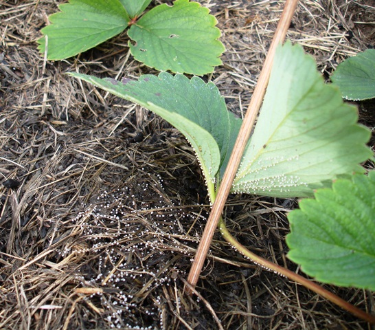 Erdbeerstock mit Nissen.jpg
