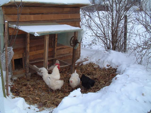 Rassehühnerstall mit überdachtem Staubbad für schlechtes Wetter