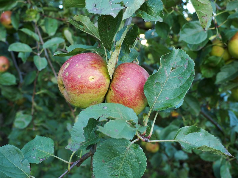 Äpfel.jpg