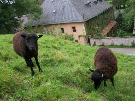 Fussel &amp; Wolle