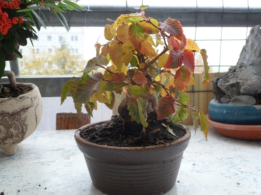 herbstbilder 004a.jpg