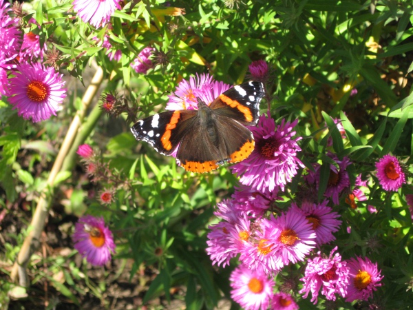 Admiral auf New-England Aster im Oktober 2012.jpg