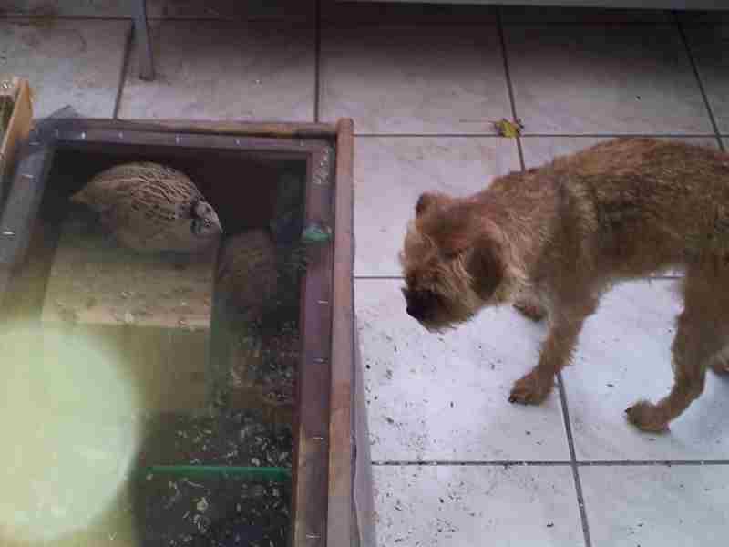 Hund und Wachtel