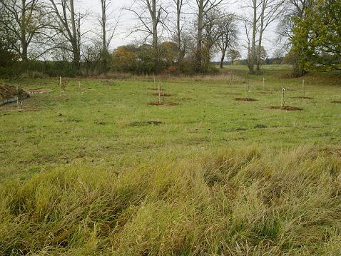obstwiese1.JPG