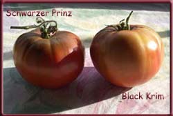 Black Prince und Krim Kopie.jpg