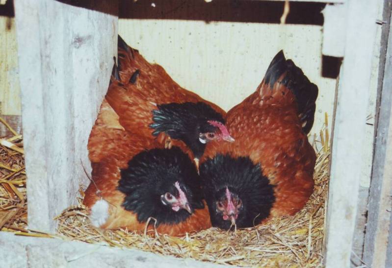 Mein Nest
