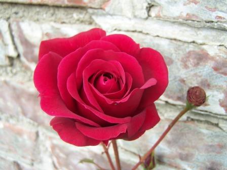 Rose.JPG