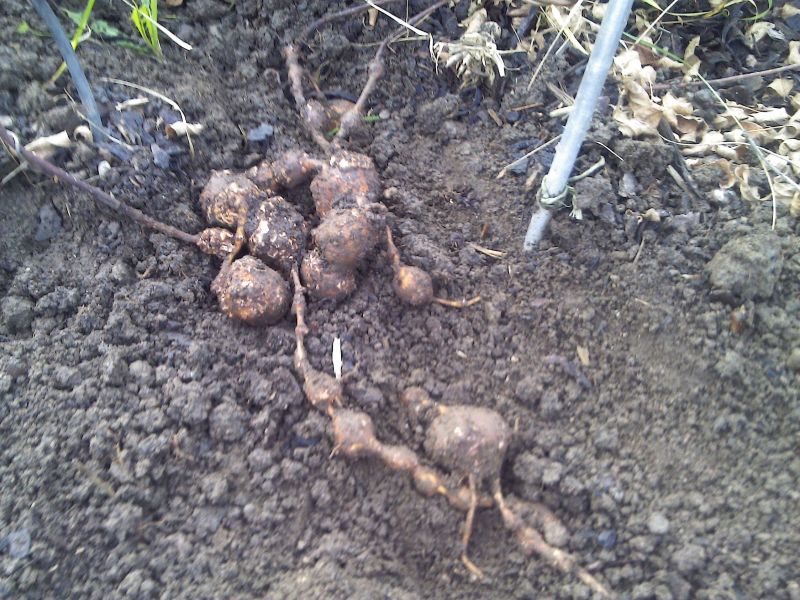 2012-11-24 15.13.18a.jpg