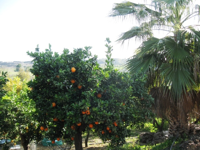 Orangen.JPG