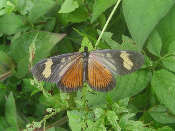 Schmetterling.JPG