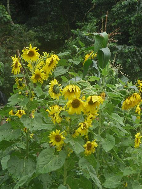 Sonnenblumen.JPG