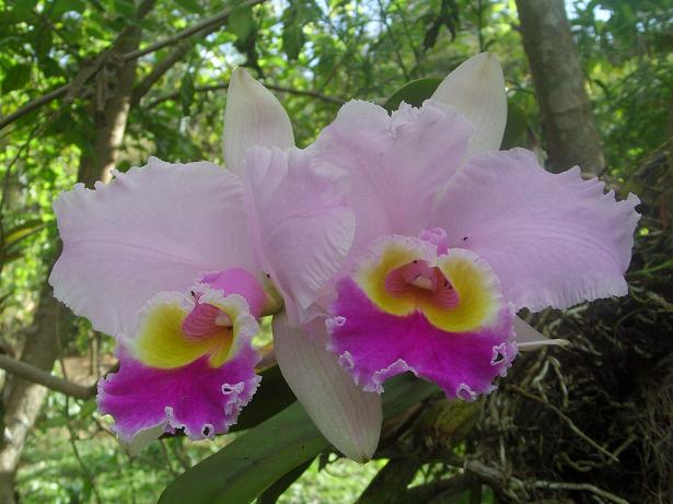 Orchidee.JPG