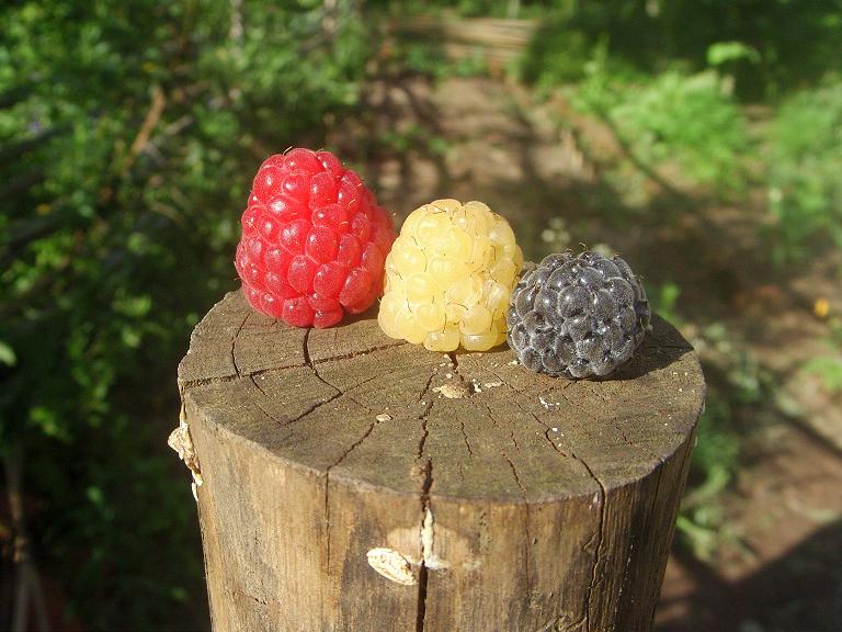 Himbeeren.JPG